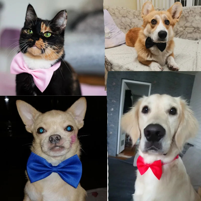 Pet Bow Tie